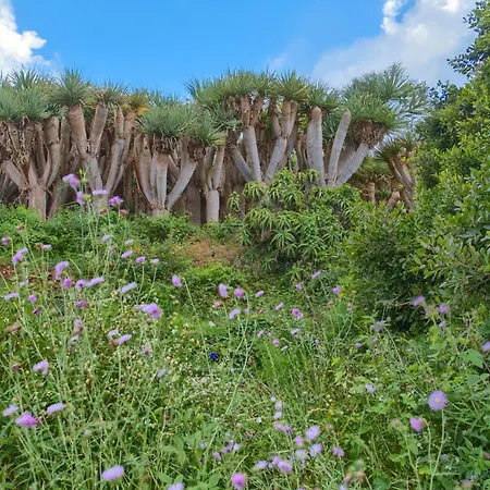 Dragos Y Volcan Feriehus *